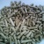 wood pellets